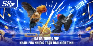 Đá gà Thomo VIP